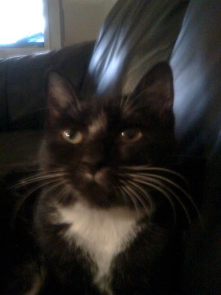 Huskat fnug billede 15