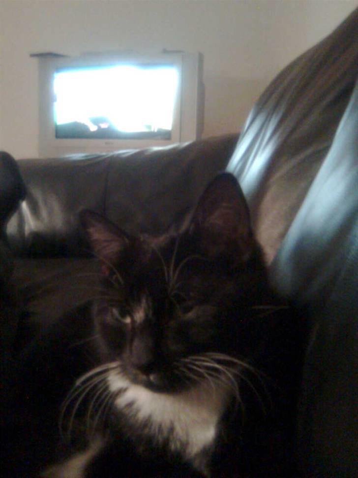 Huskat fnug billede 16