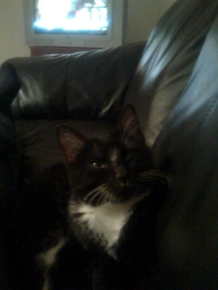 Huskat fnug billede 17