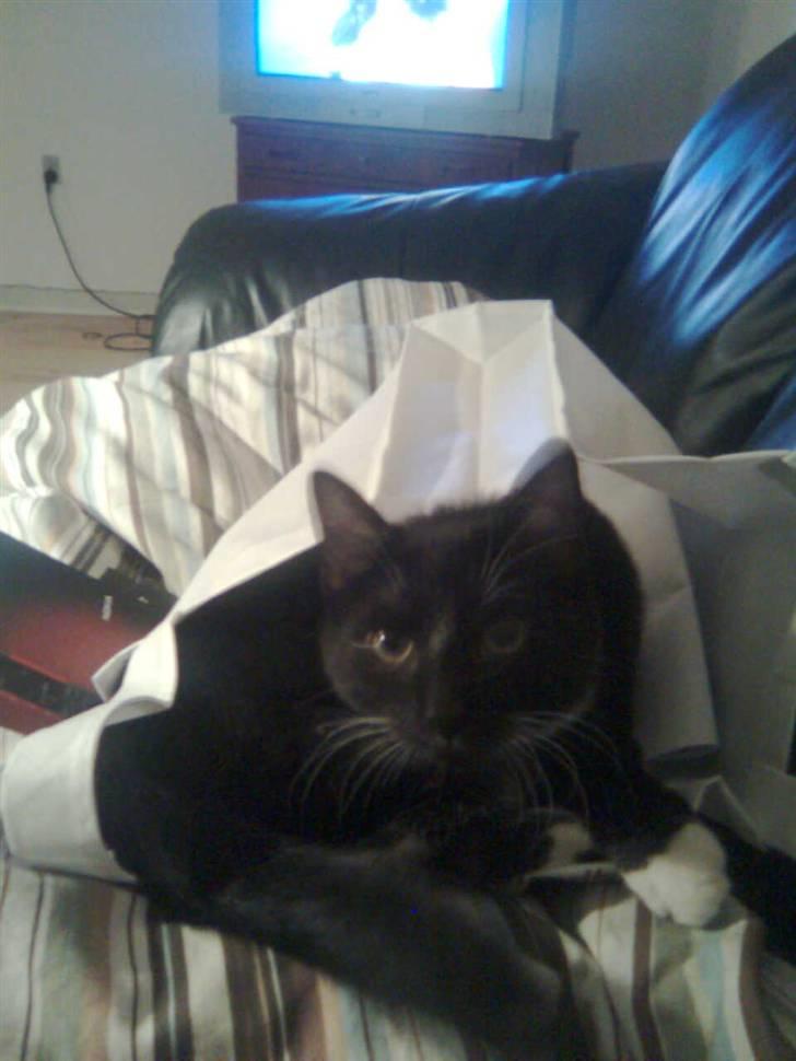 Huskat fnug billede 18