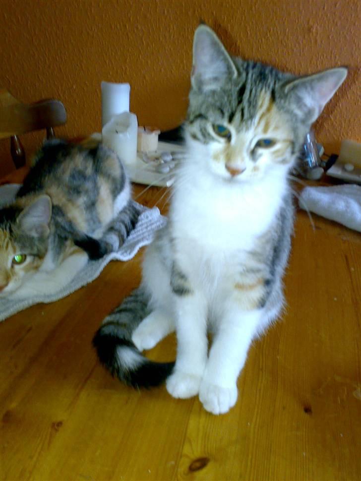 Blanding af racer sisse billede 1