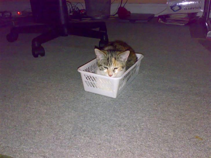 Blanding af racer sisse billede 2