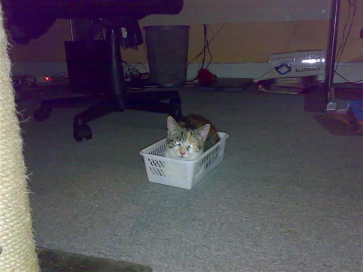 Blanding af racer sisse billede 3