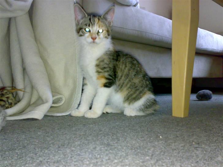 Blanding af racer sisse billede 4