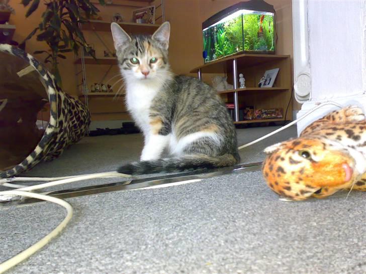 Blanding af racer sisse billede 5