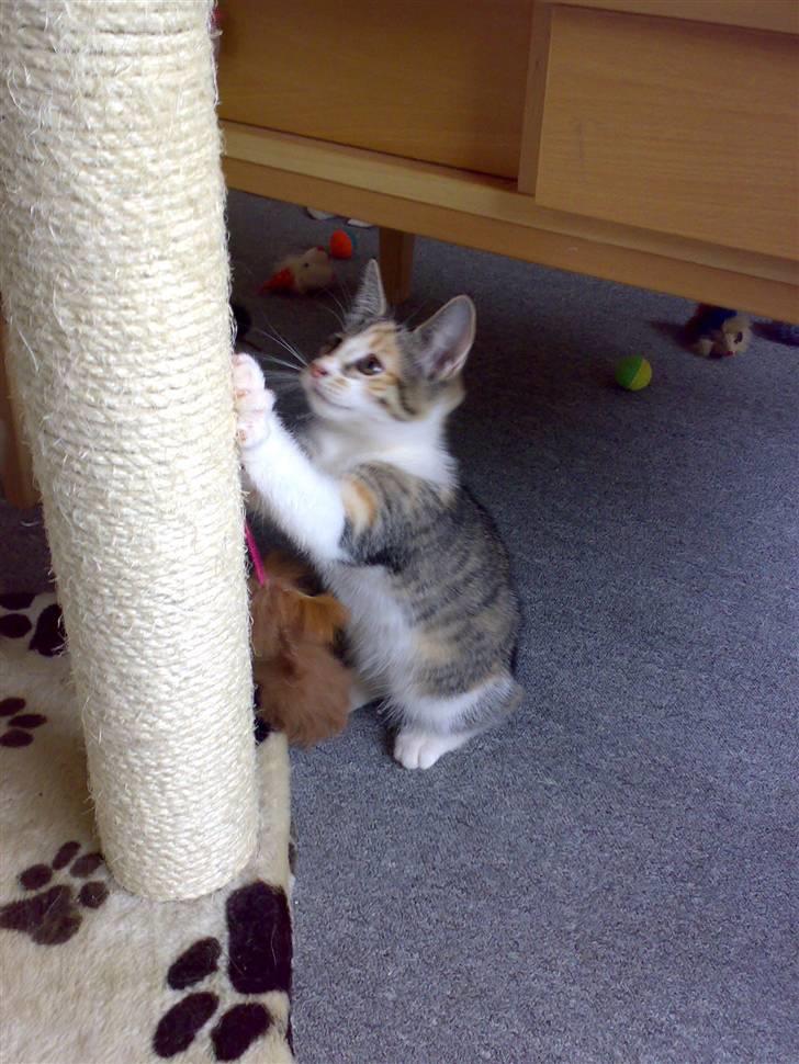 Blanding af racer sisse billede 6