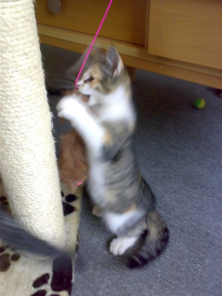 Blanding af racer sisse billede 7