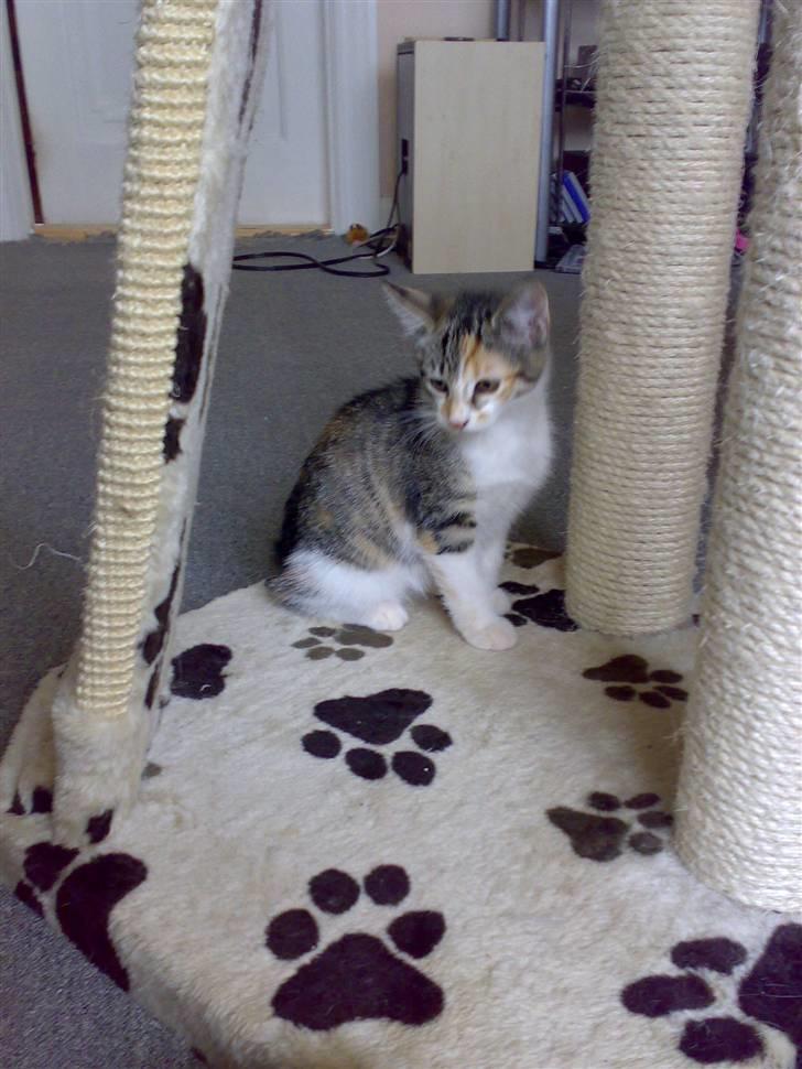 Blanding af racer sisse billede 8