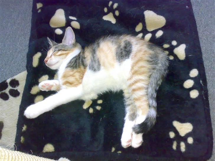 Blanding af racer sille billede 7