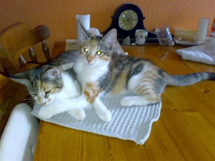 Blanding af racer sille billede 8