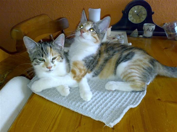 Blanding af racer sisse billede 9