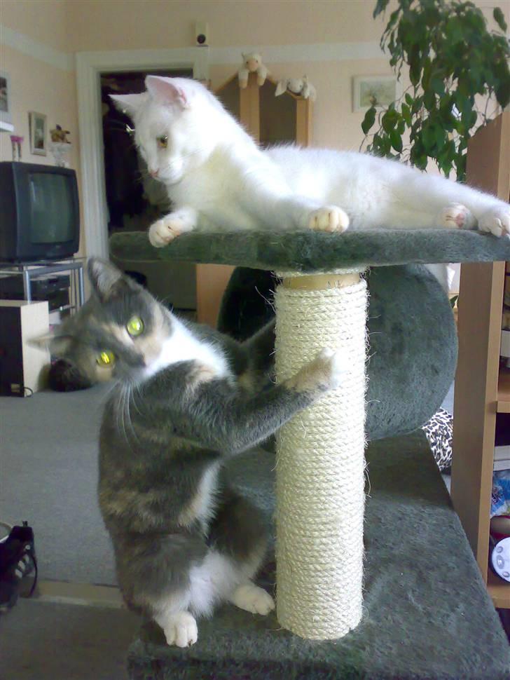 Blanding af racer Smilla billede 15