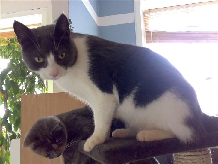 Blanding af racer Smylie.  billede 19