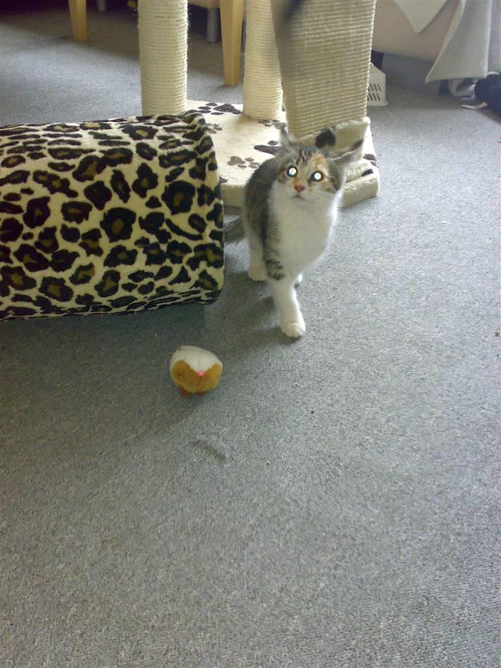 Blanding af racer sisse billede 10