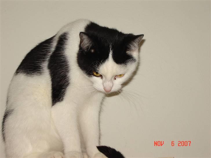 Huskat Mille billede 2