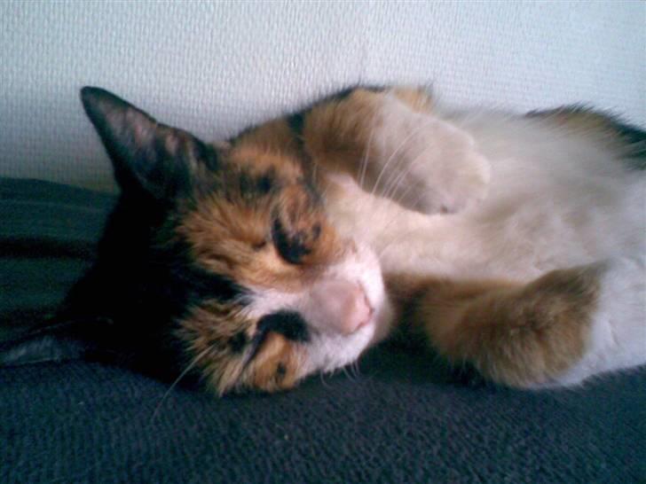 Blanding af racer Nala billede 2