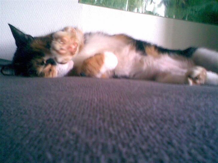 Blanding af racer Nala billede 3