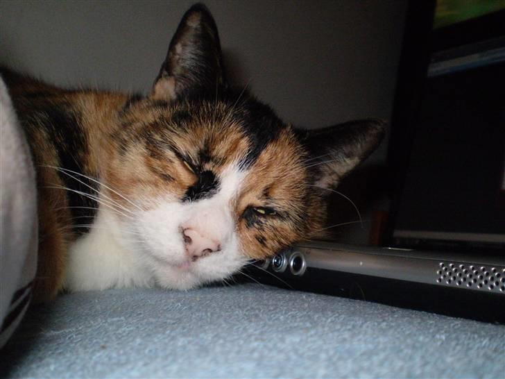 Blanding af racer Nala billede 4