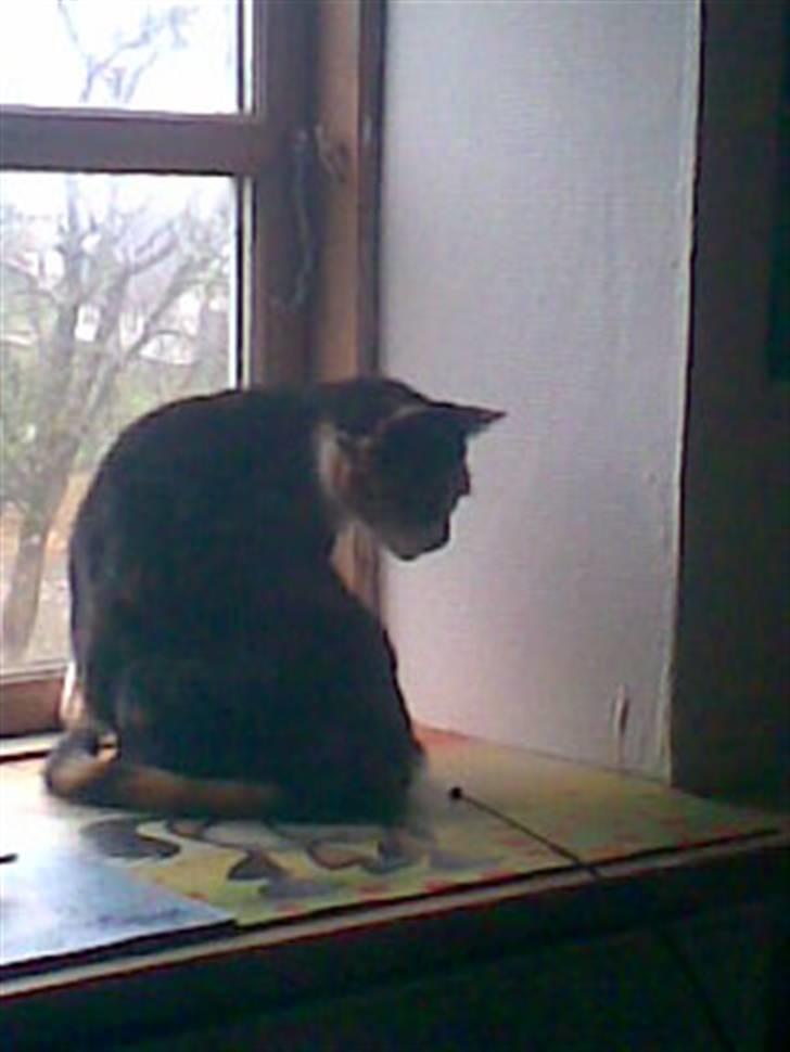 Blanding af racer Nala billede 5