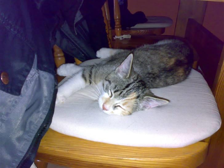 Blanding af racer sisse billede 11