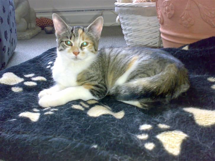 Blanding af racer sisse billede 12