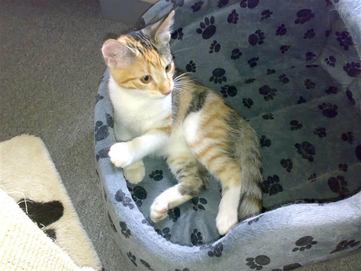 Blanding af racer sille billede 9