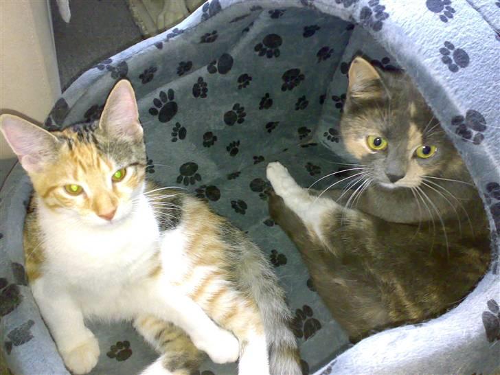 Blanding af racer sille billede 10