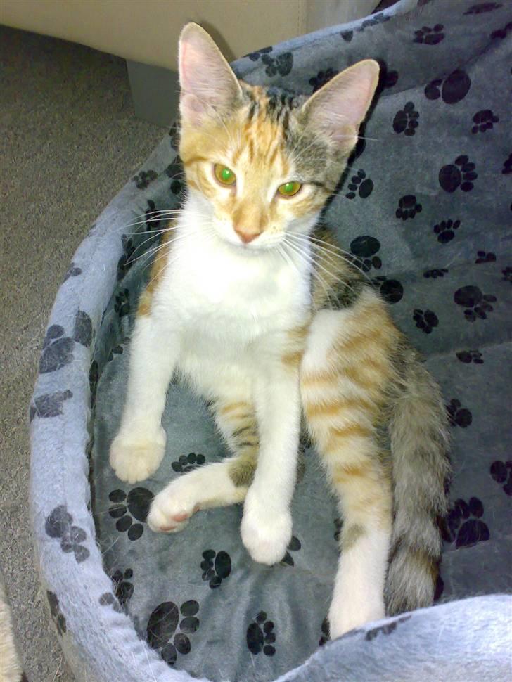 Blanding af racer sille billede 11