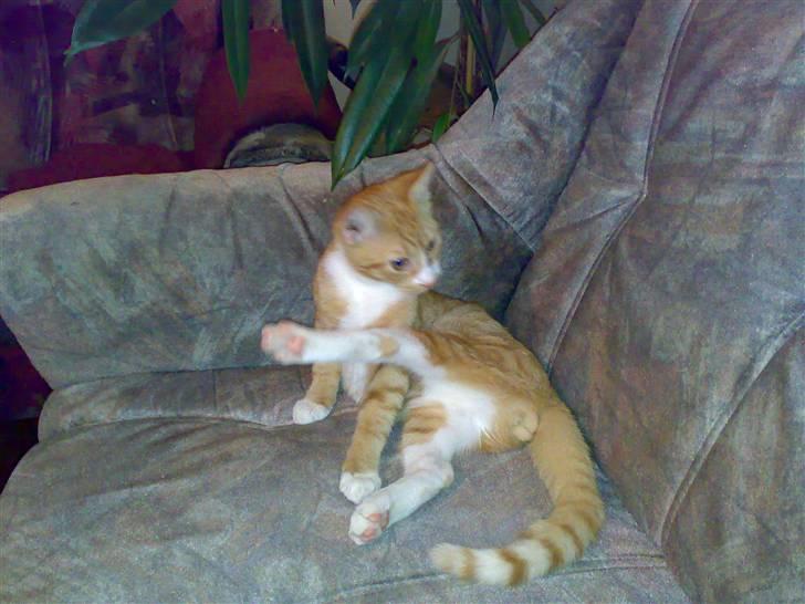 Huskat Garfield R.I.P <3 - Jeg skal da lige vaskes lidt. billede 5