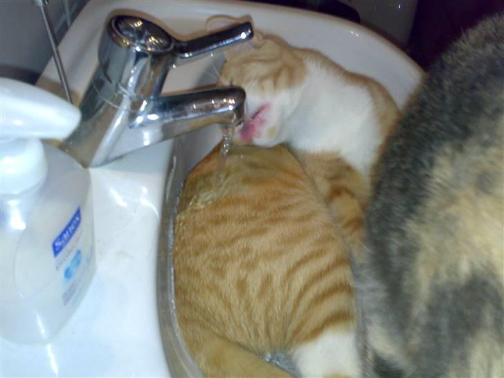 Huskat Garfield R.I.P <3 - I skal endelig ikk tro jeg havde tænkt mig at rejse mig op, når jeg sagtens kan nå vandet, for tørstig det er jeg... billede 7