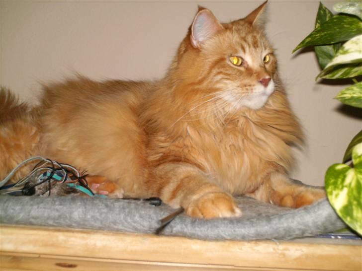 Maine Coon Gandalf billede 1