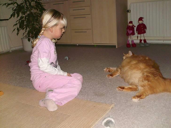 Maine Coon Gandalf - Gandalf og Katja billede 2