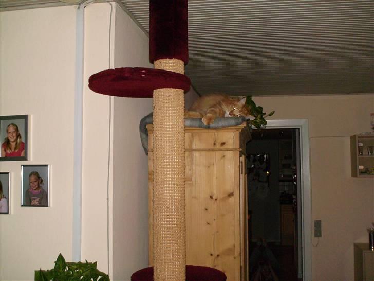 Maine Coon Gandalf - Gandalf´s favorit spot billede 3