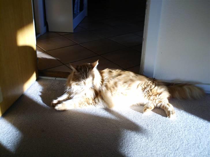 Maine Coon Gandalf billede 4