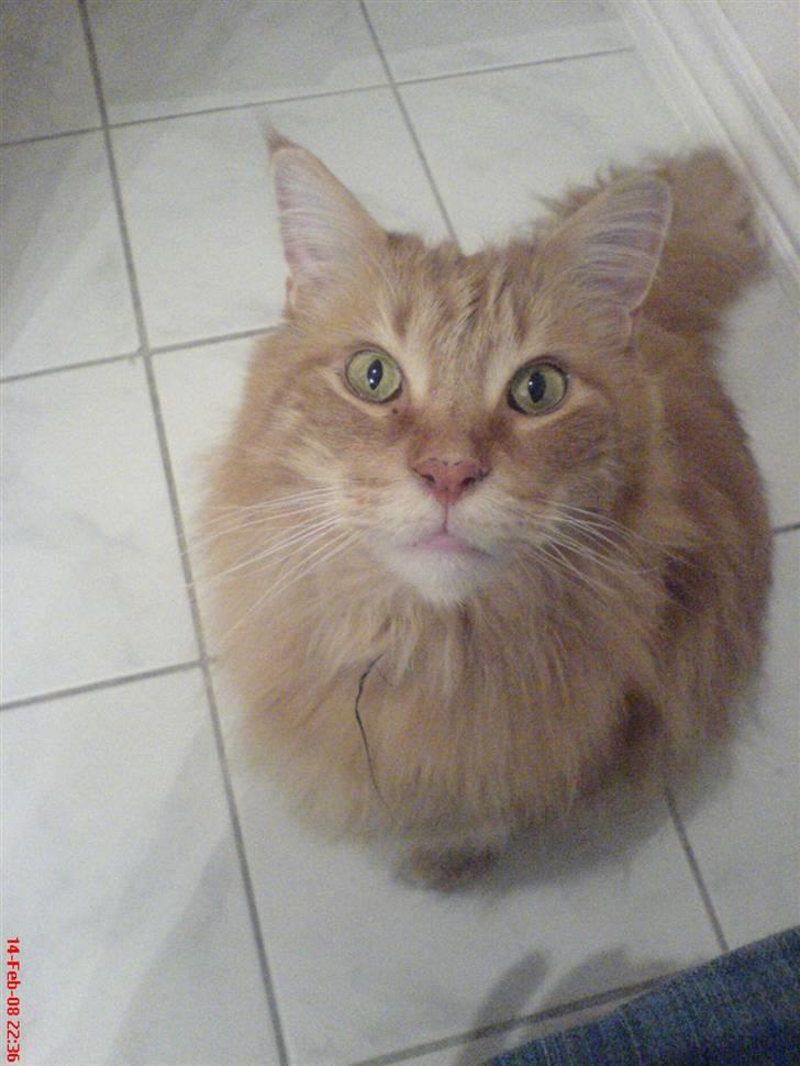 Maine Coon Gandalf billede 5