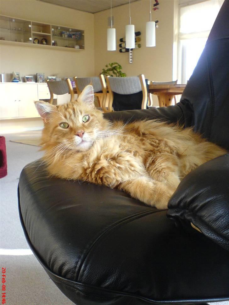Maine Coon Gandalf - Mmmm er jeg ikke lækker??? billede 6