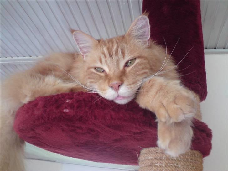 Maine Coon Gandalf - Mmmm er livet ikke skønt..  billede 7
