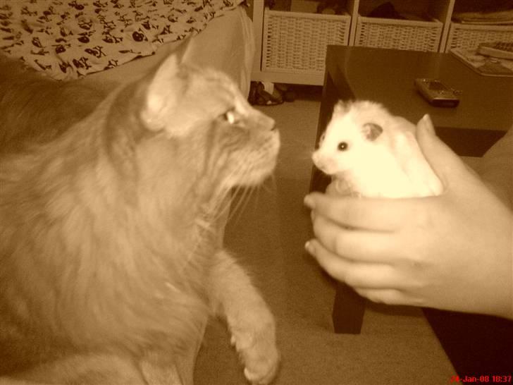 Maine Coon Gandalf - Mmmm lad mig lige smage.. bare en lille bitte smule.. billede 8