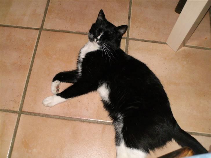 Huskat Bebe billede 2