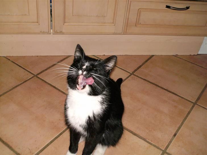 Huskat Bebe - Mmm elsker mad..  billede 3