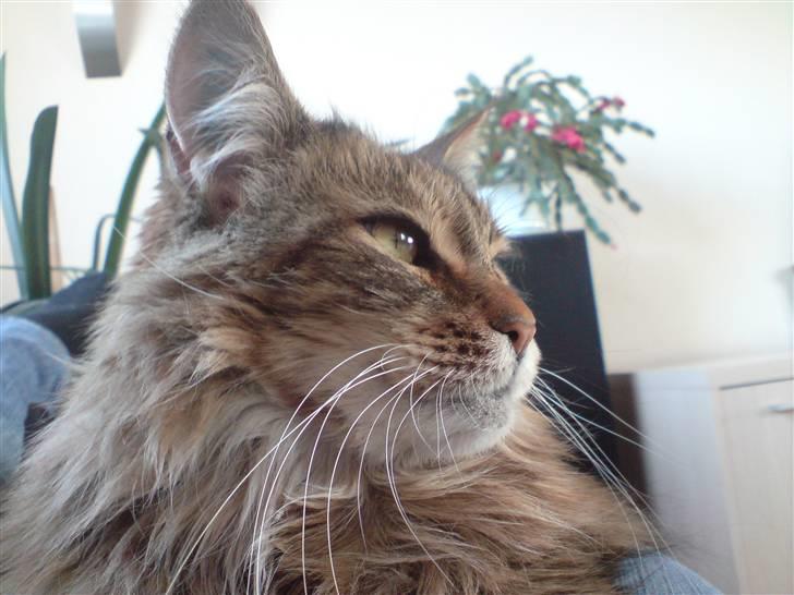Maine Coon Jasmin alias Sasi - Sasi billede 1
