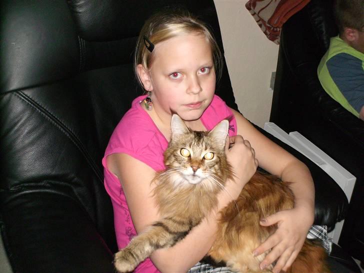 Maine Coon Jasmin alias Sasi - Sasi og Henriette billede 2