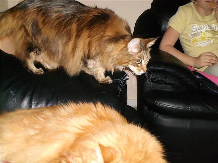 Maine Coon Jasmin alias Sasi billede 3