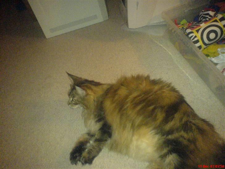 Maine Coon Jasmin alias Sasi - alt for fed da vi fik hende.. men ikke mere billede 4
