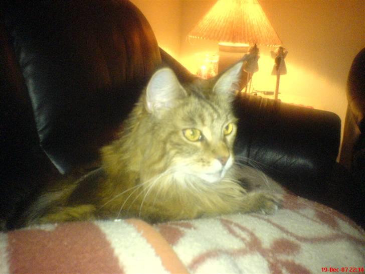 Maine Coon Jasmin alias Sasi billede 5