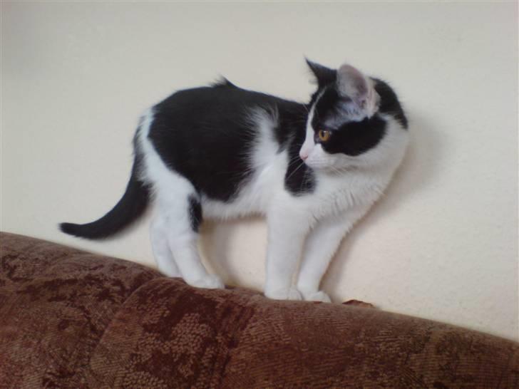 Blanding af racer Zorro billede 11