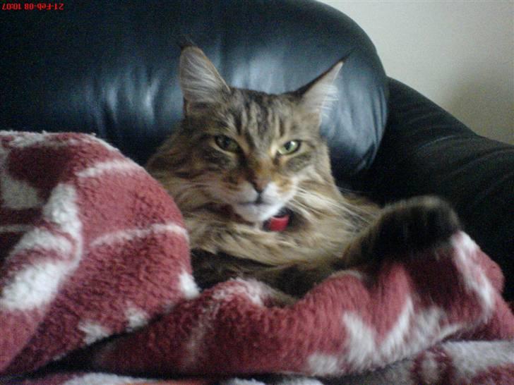 Maine Coon Jasmin alias Sasi - mit tæppe.. skønt billede 6