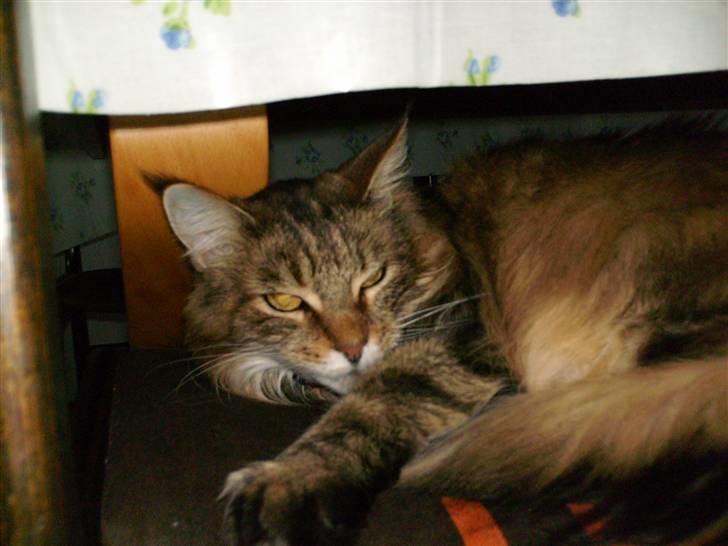 Maine Coon Jasmin alias Sasi billede 7