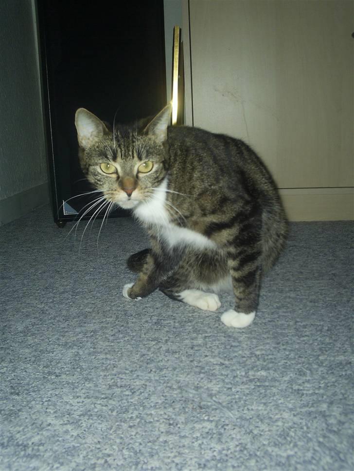 Huskat My Himmelkat ?? - Ej altså mor hehe billede 17