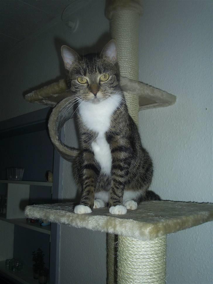 Huskat My Himmelkat ?? - SÅååååå fin billede 18